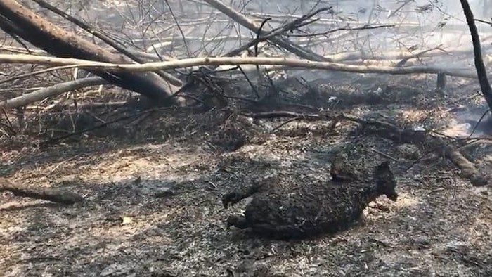Kebakaran Hutan Australia